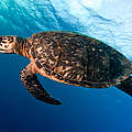 Meeresschildkröte © Antonio Busiello / WWF-US