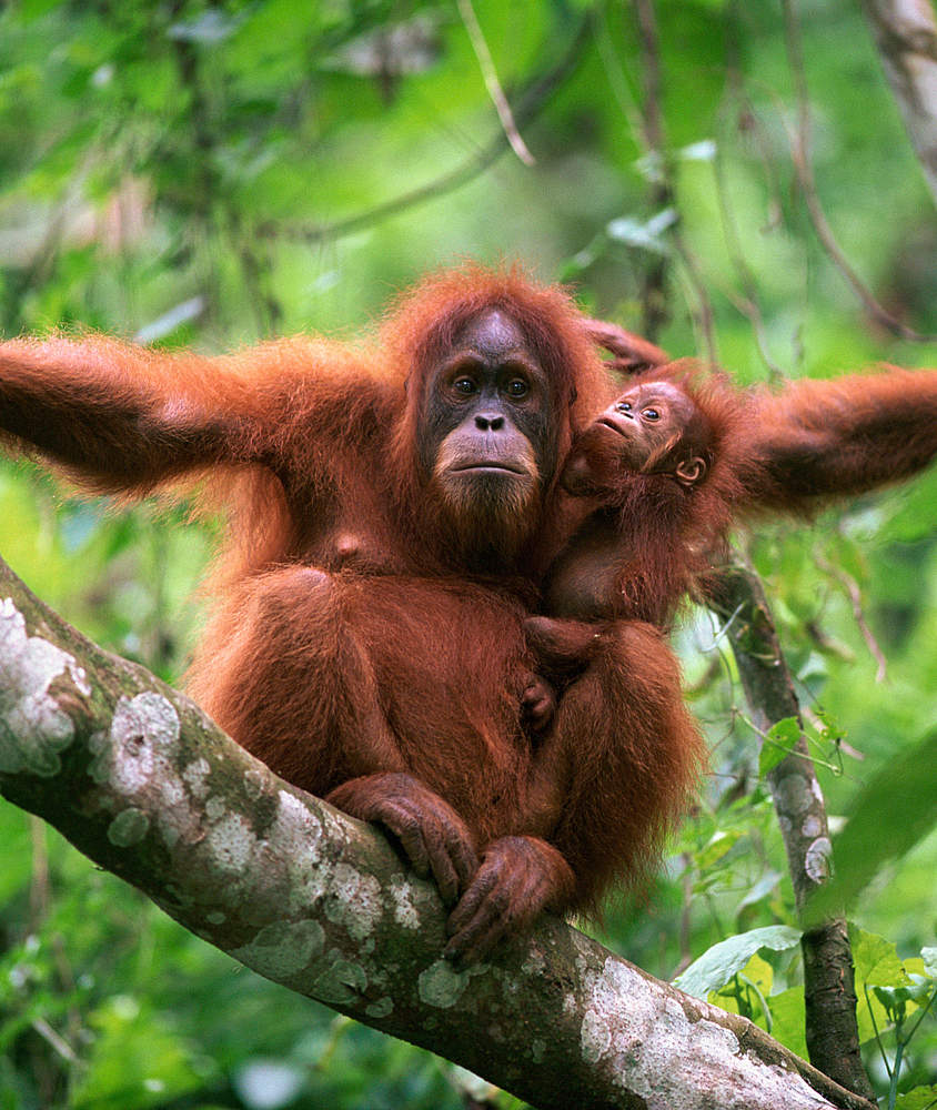 Orang-Utan