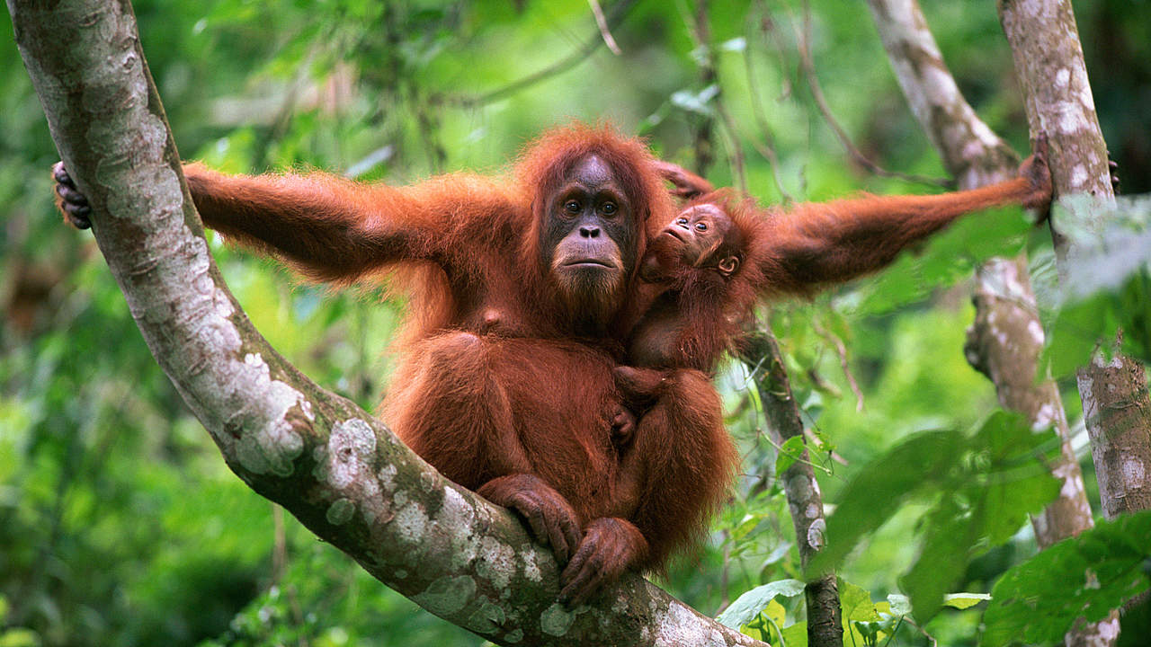 Orang Utan Mutter mit Jungtier © naturepl.com / Anup Shah / WWF