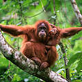 Orang Utan Mutter mit Jungtier © naturepl.com / Anup Shah / WWF
