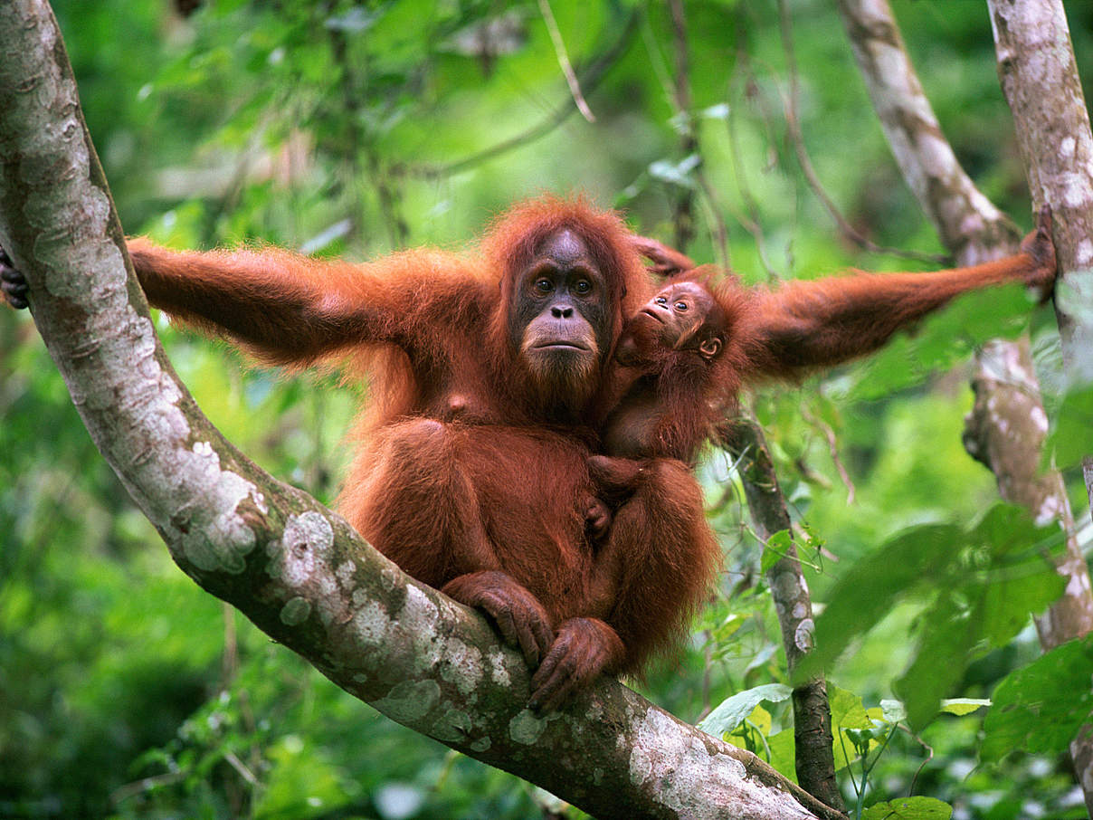 Orang Utan Mutter mit Jungtier © naturepl.com / Anup Shah / WWF