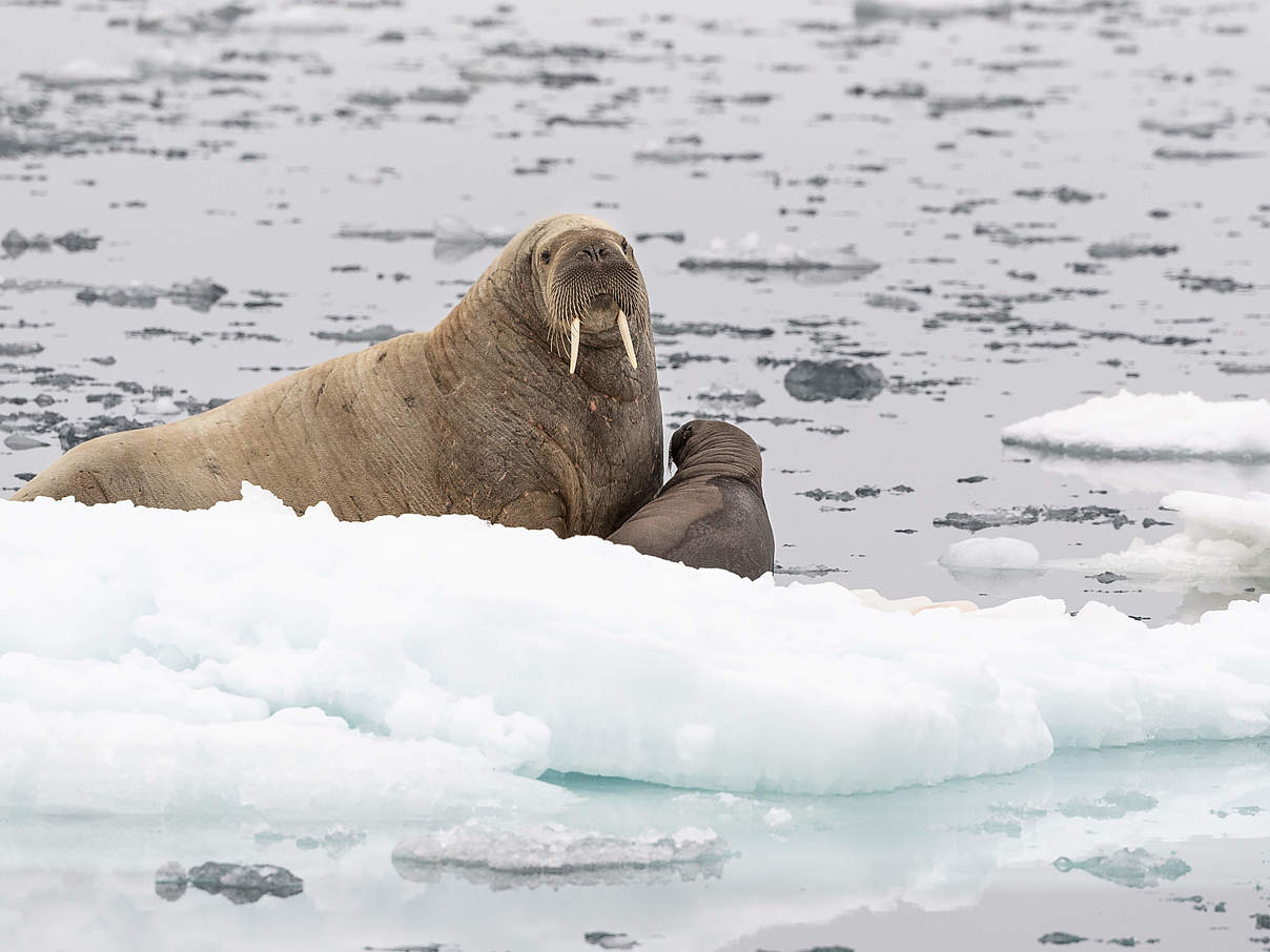 Walross mit Kalb © Richard Barrett / WWF-UK