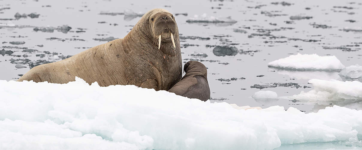 Walross mit Kalb © Richard Barrett / WWF-UK