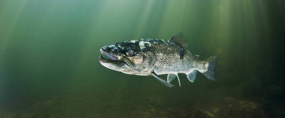 Der europäische Bestand von Wanderfischen wie Lachs, Stör und Huchen ist seit 1970 um 93 Prozent eingebrochen. Foto: imago images / Westend61