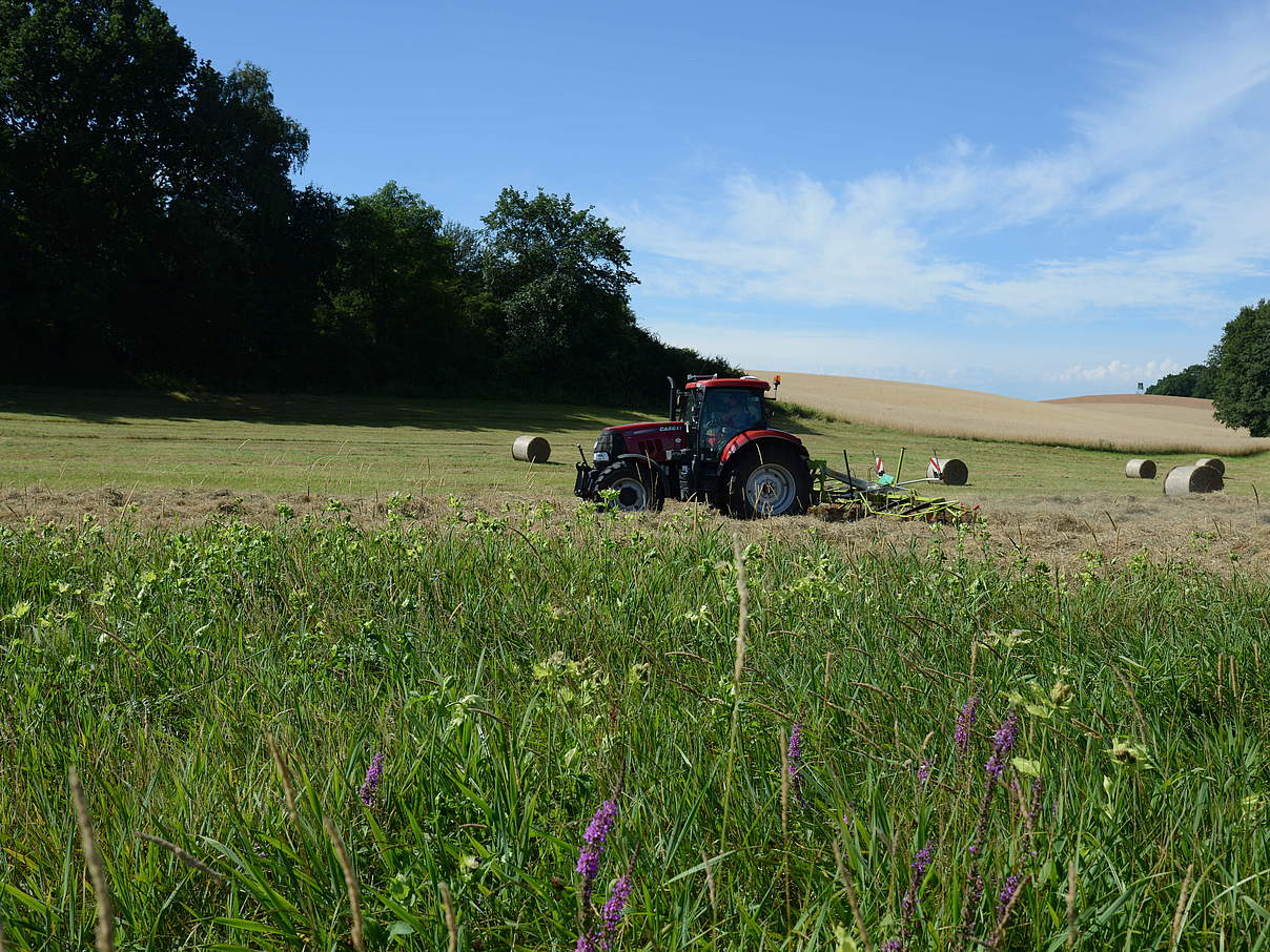 Wiese mit ungenutzter Teilfläche