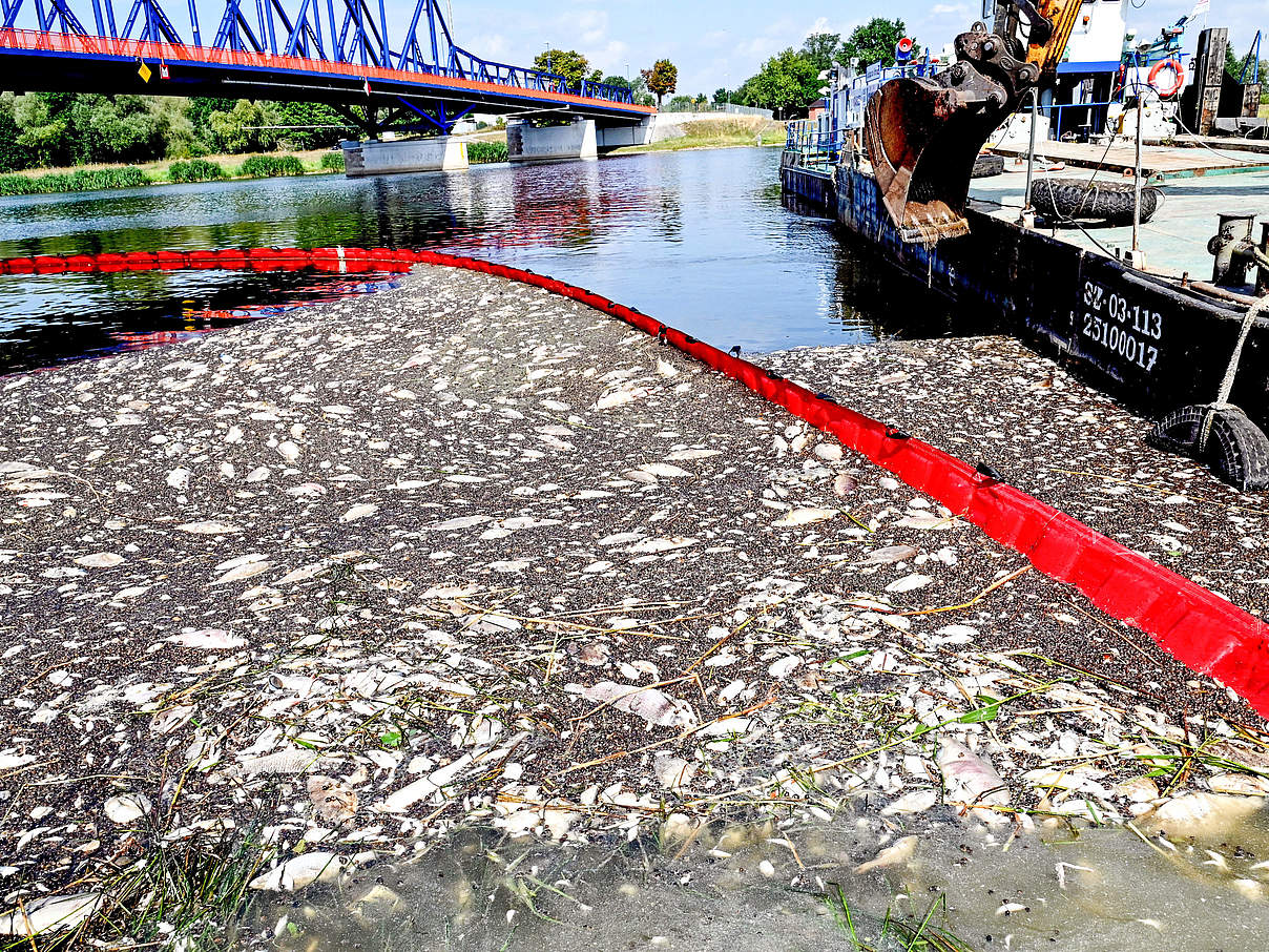 Tote Fische werden aus der Oder gesammelt © IMAGO / Eastnews