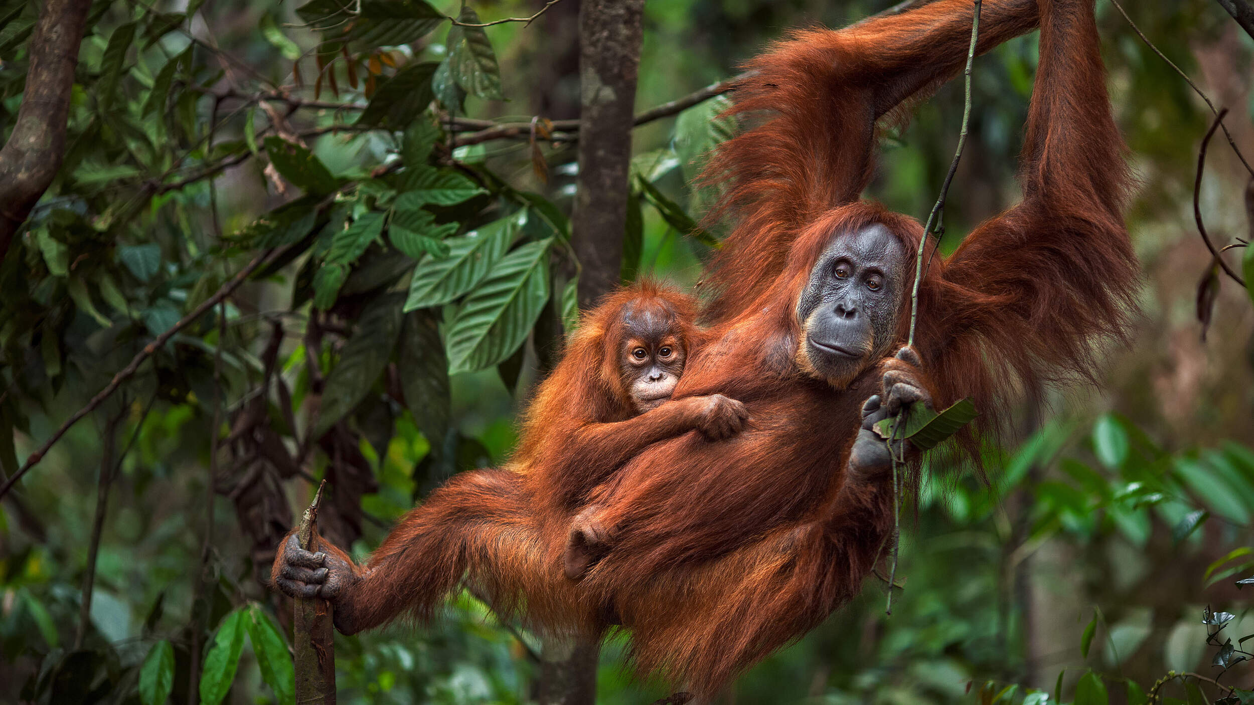 Sumatra-Orang-Utan © Anup Shah / Minden Pictures