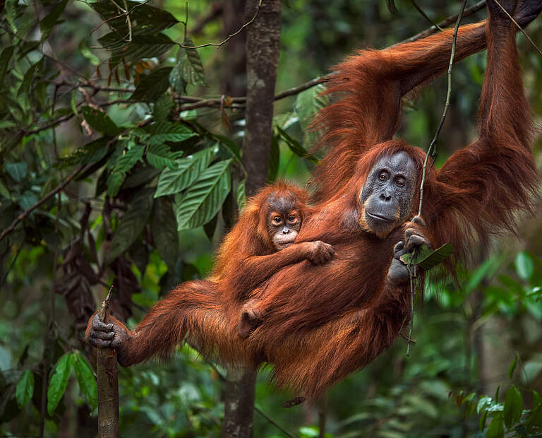 Sumatra-Orang-Utan © Anup Shah / Minden Pictures