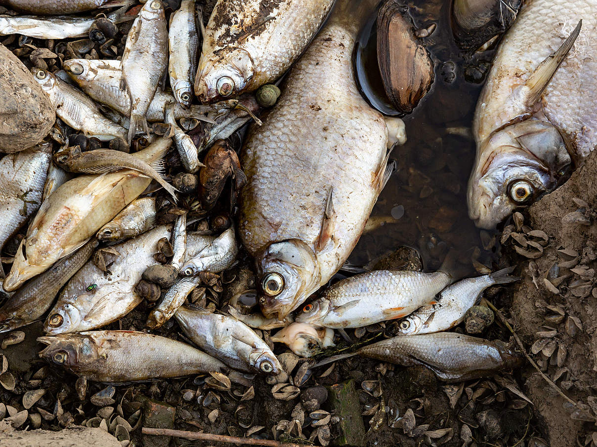Tote fische in der Oder © IMAGO / NurPhoto / DominikaZarzycka