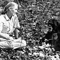 Die britische Verhaltensforscherin Jane Goodall bei ihren Schimpansen British behaviour scientist