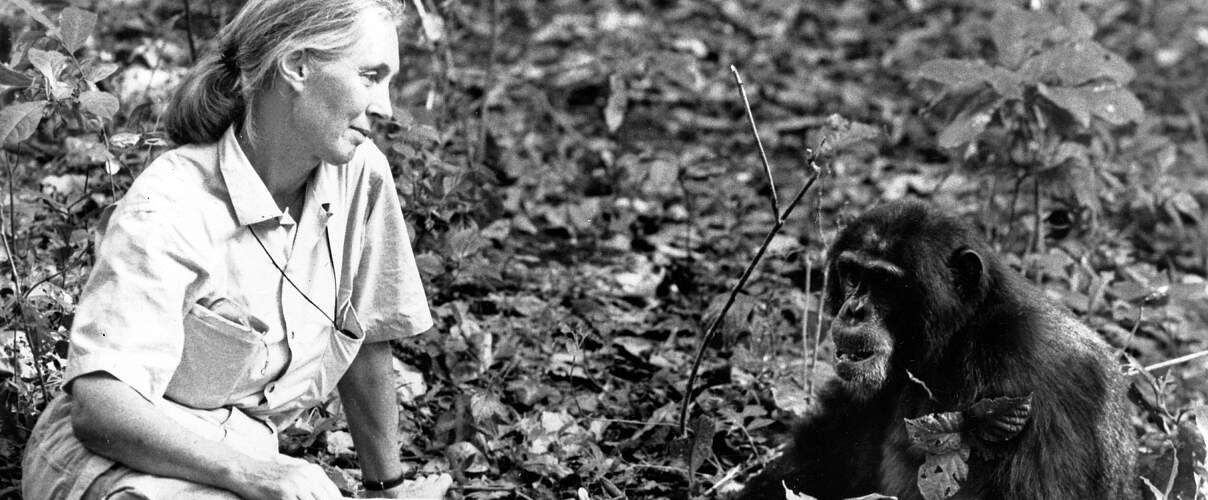 Die britische Verhaltensforscherin Jane Goodall bei ihren Schimpansen British behaviour scientist