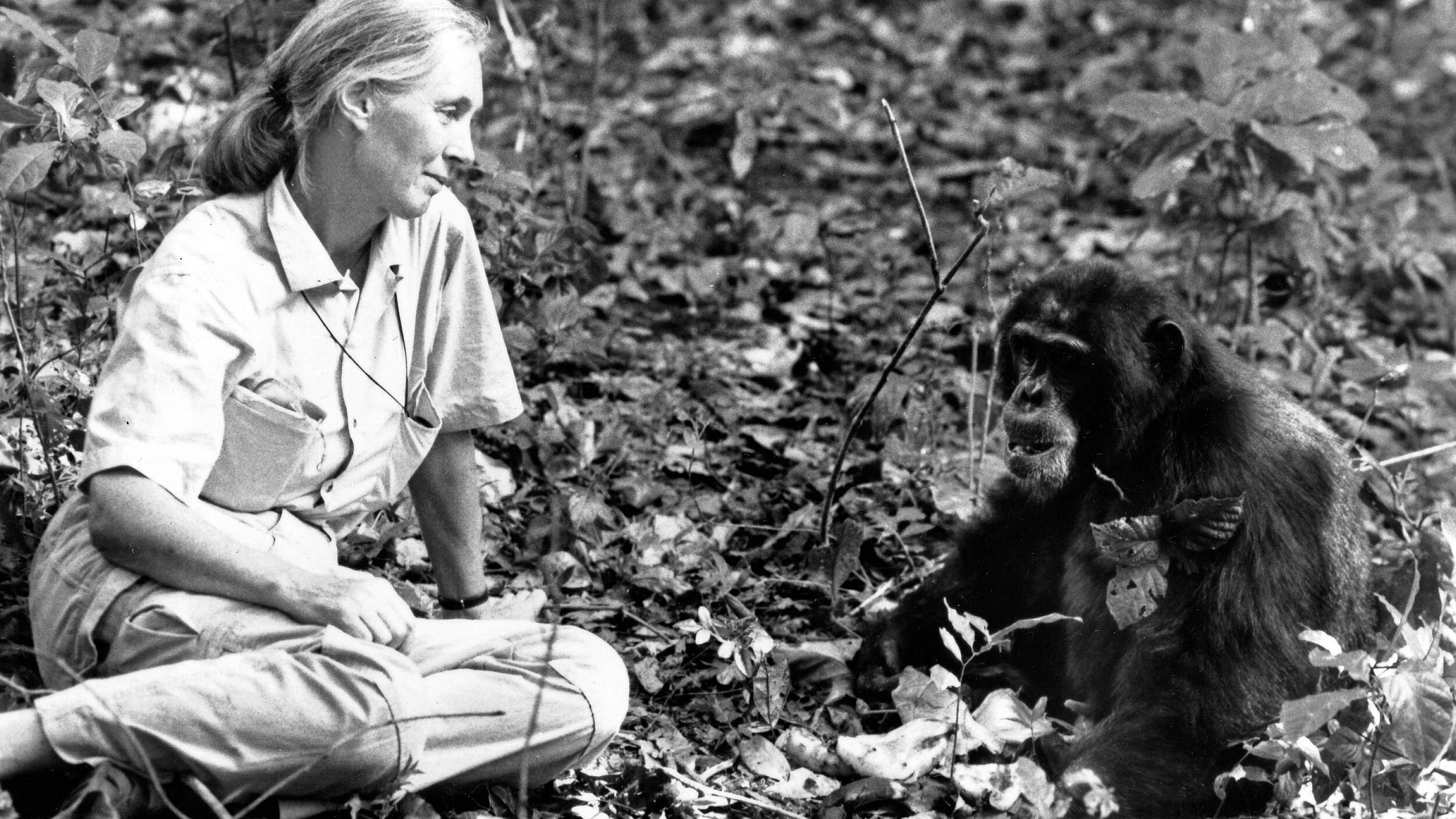 Die britische Verhaltensforscherin Jane Goodall bei ihren Schimpansen British behaviour scientist