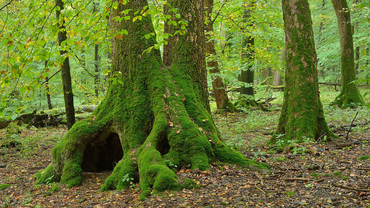 Nationalpark Hainich © Thomas Stephan / WWF