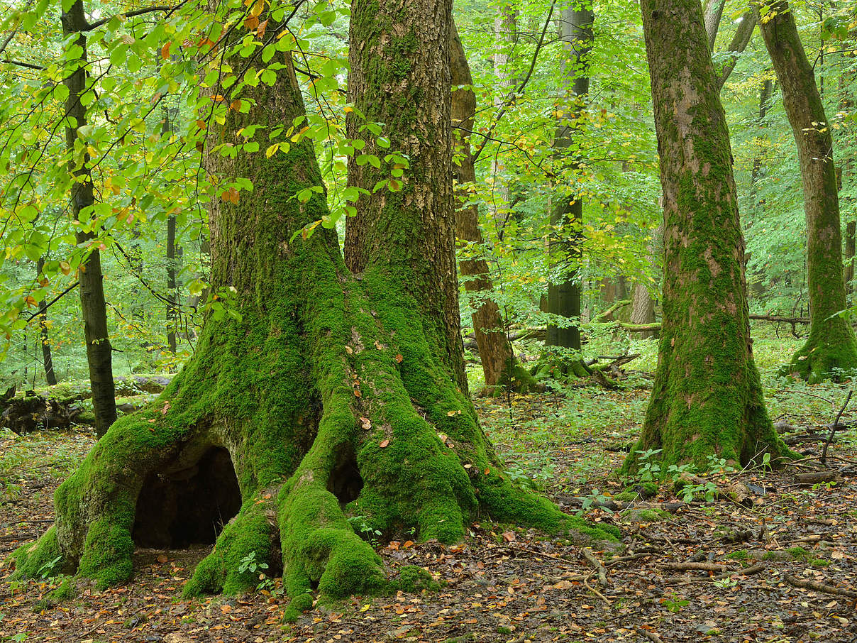 Nationalpark Hainich © Thomas Stephan / WWF