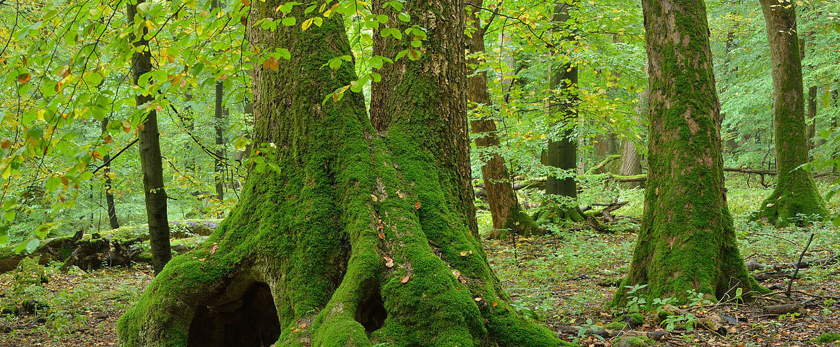 Nationalpark Hainich © Thomas Stephan / WWF