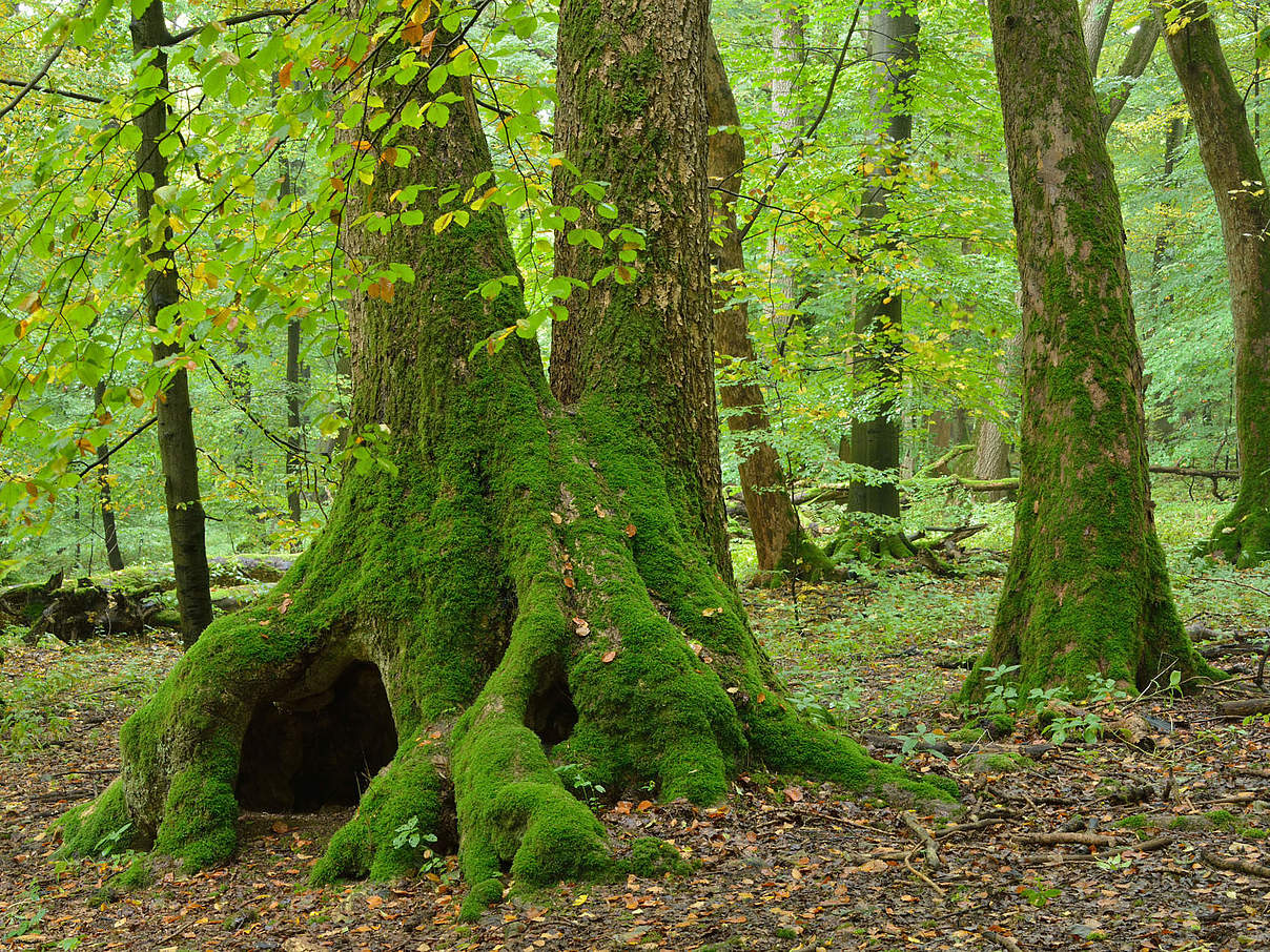 Nationalpark Hainich © Thomas Stephan / WWF