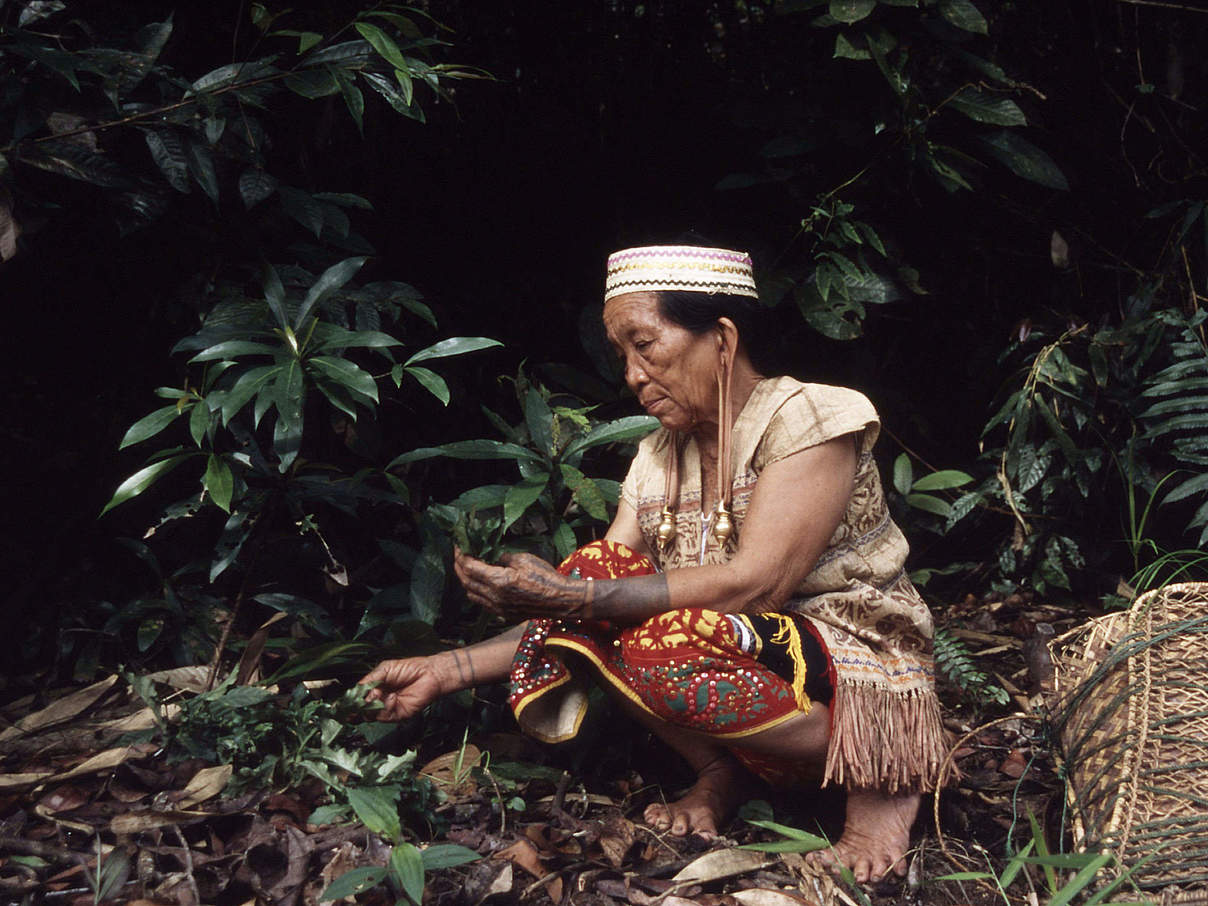 Dayak-Frauen sammeln Wildpflanzen © Alain Compost / WWF