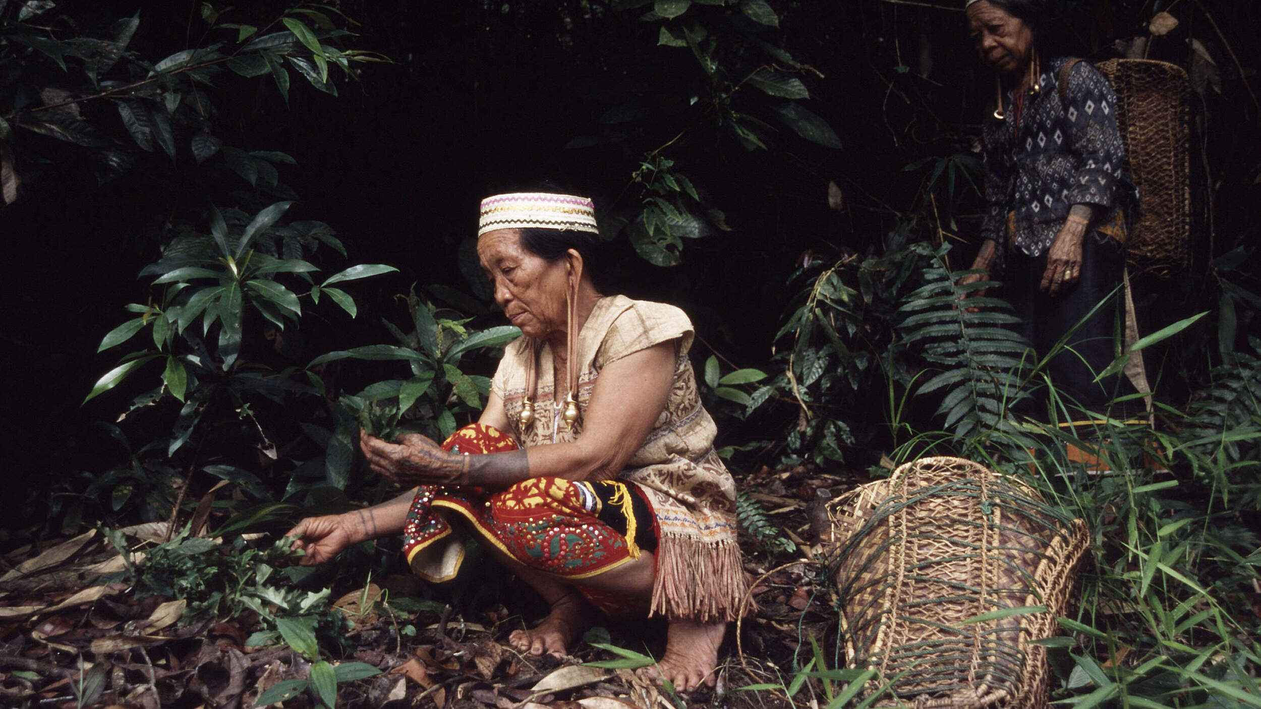 Dayak-Frauen sammeln Wildpflanzen © Alain Compost / WWF