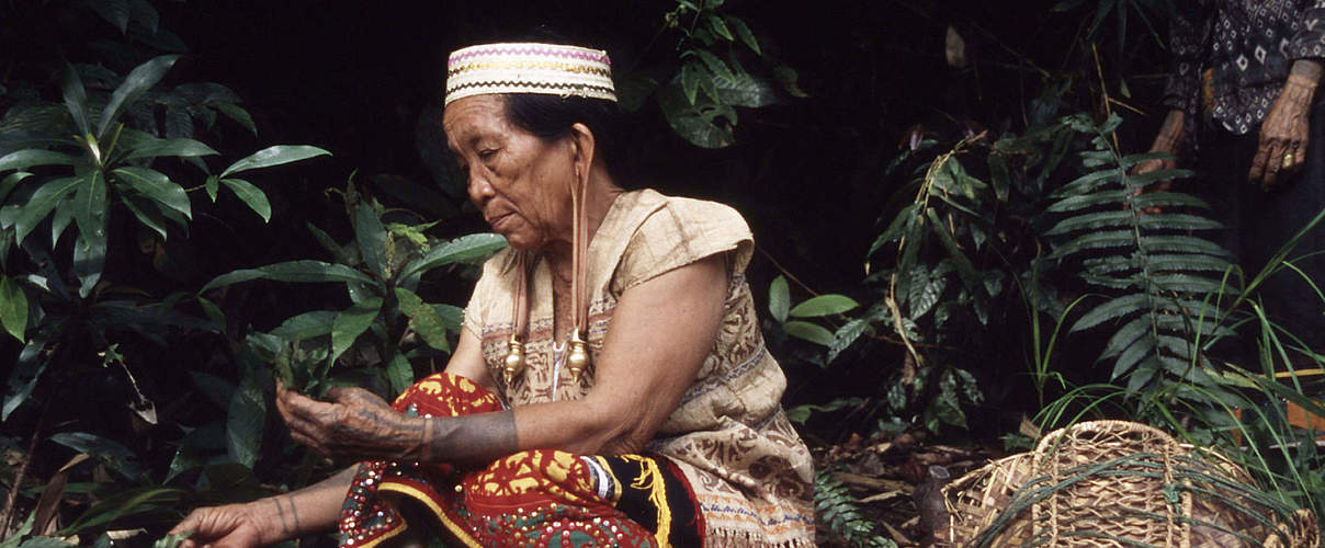 Dayak-Frauen sammeln Wildpflanzen © Alain Compost / WWF