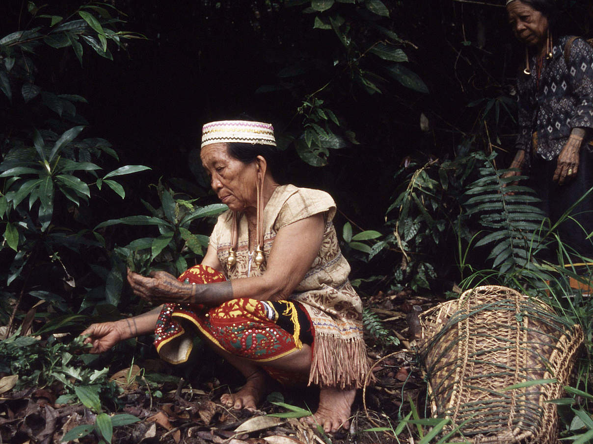 Dayak-Frauen sammeln Wildpflanzen © Alain Compost / WWF