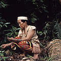 Dayak-Frauen sammeln Wildpflanzen © Alain Compost / WWF