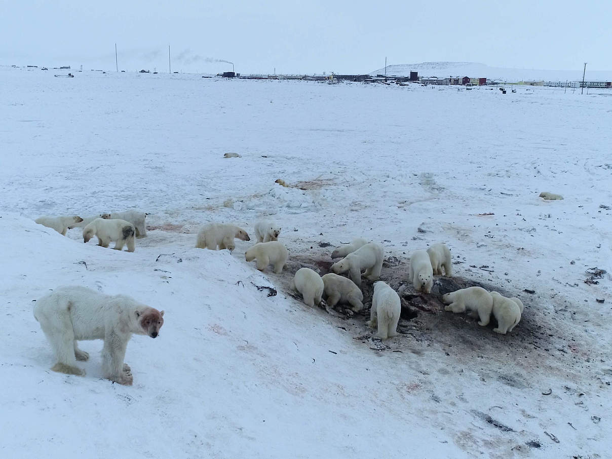 Eisbären suchen Futter gefährlich nah an der Siedlung Chukotka © Maxim Dyominov / WWF Russia Eisbären suchen Futter gefährlich nah an der Siedlung Chukotka © Maxim Dyominov / WWF Russia