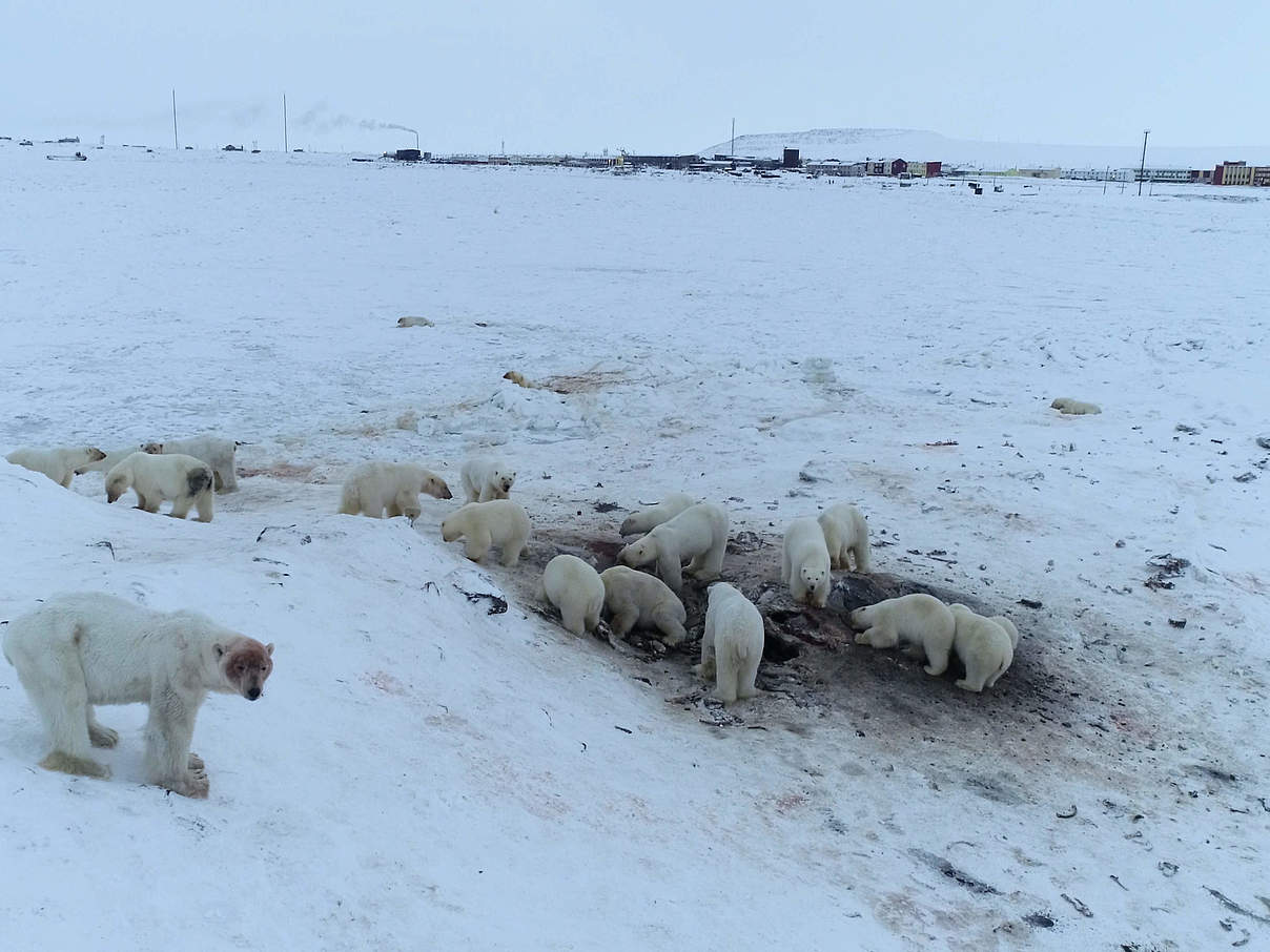 Eisbären suchen Futter gefährlich nah an der Siedlung der Tschuktschen © Maxim Dyominov / WWF Russia