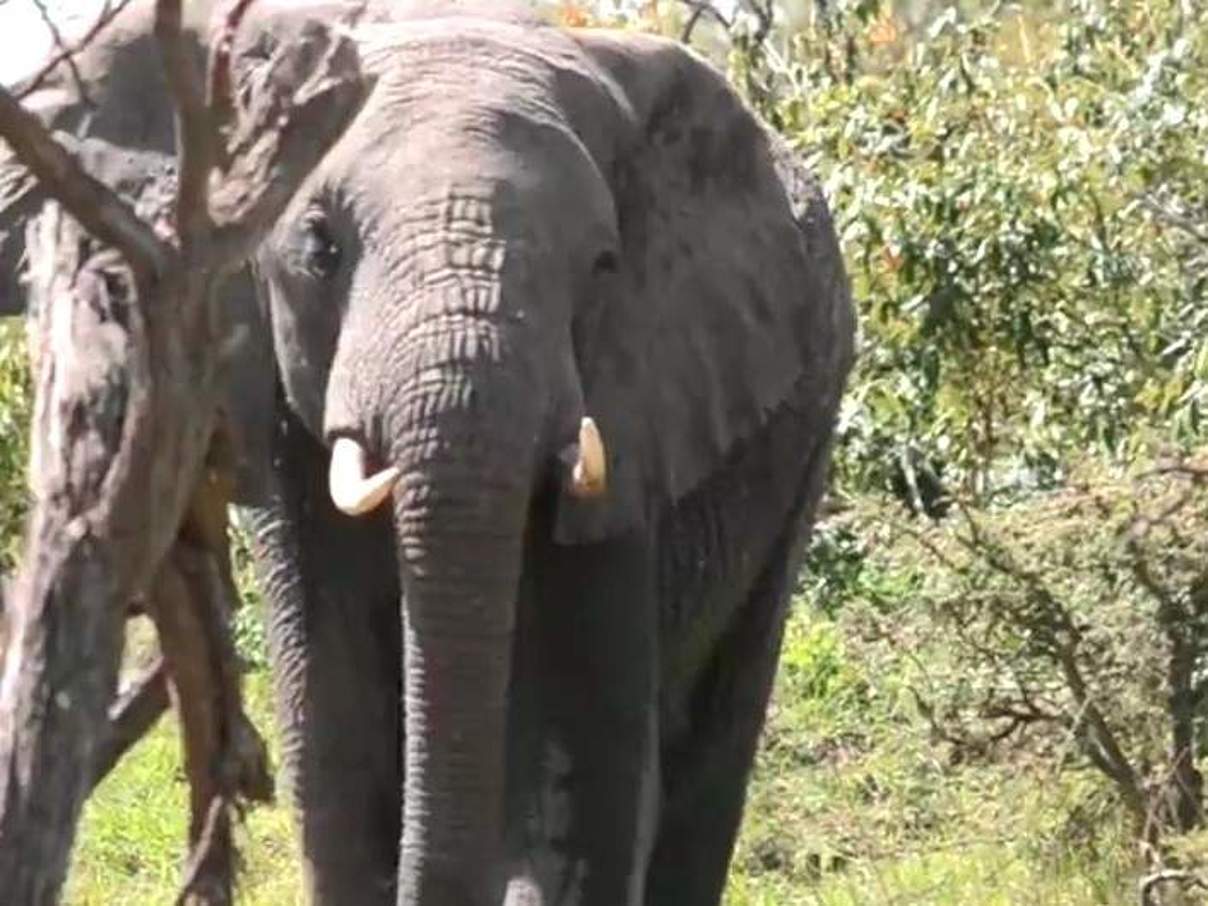Der verletzte Elefant versteckt sich © Elephant Aware