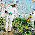 In einem Gewächshaus wird mit Pestiziden gedüngt © iStock / Getty Images Plus