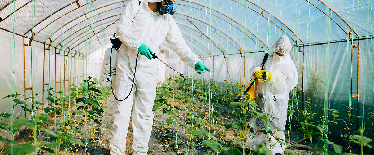 In einem Gewächshaus wird mit Pestiziden gedüngt © iStock / Getty Images Plus