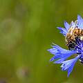 Honigbiene auf Kornblume © Frank Gottwald
