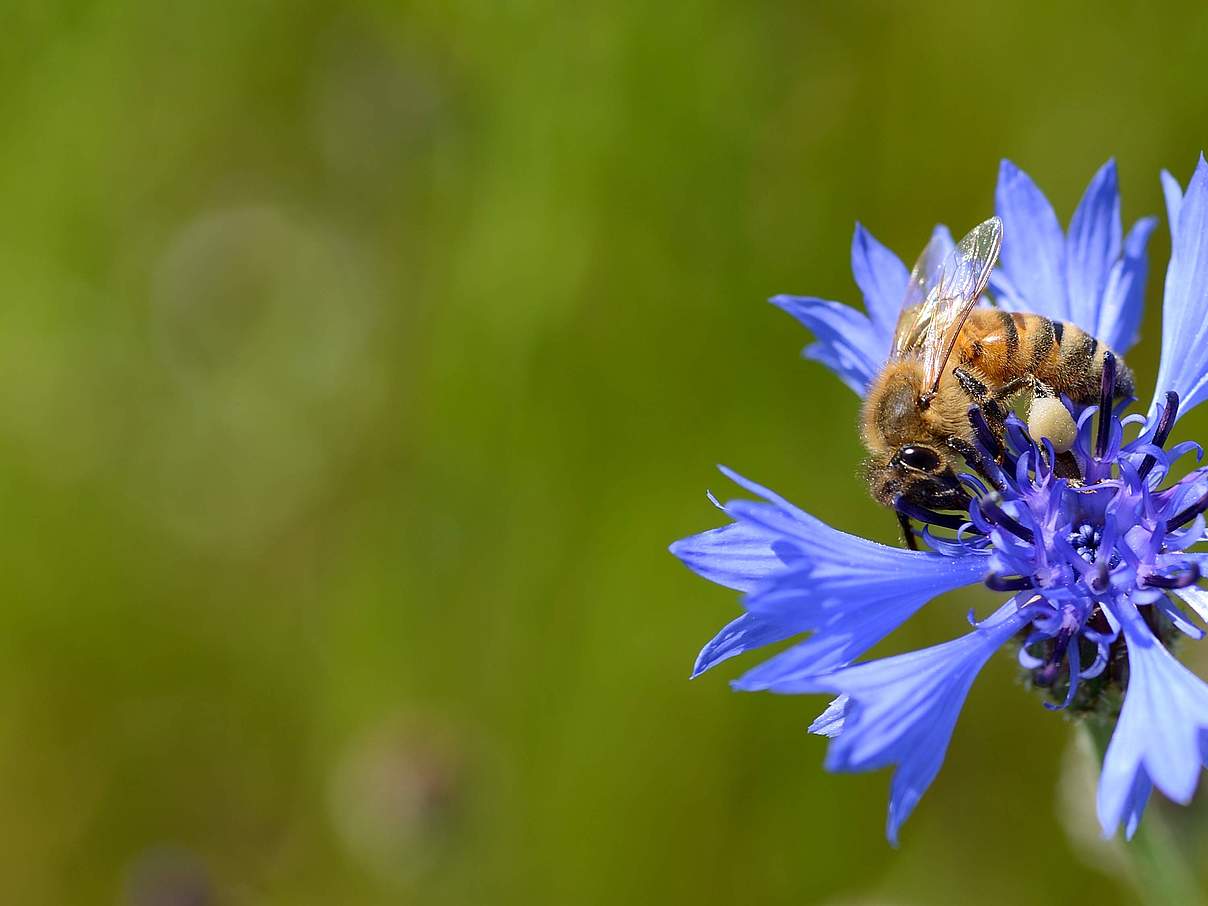 Honigbiene auf Kornblume © Frank Gottwald