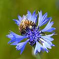 Honigbiene auf Kornblume © Frank Gottwald