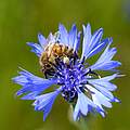 Honigbiene auf Kornblume © Frank Gottwald
