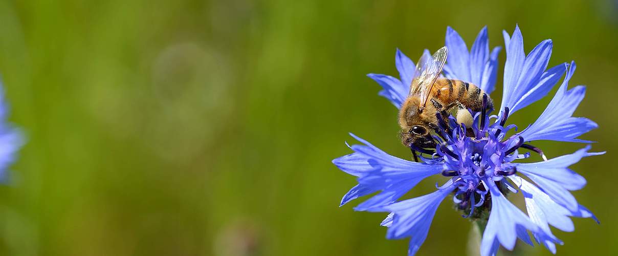 Honigbiene auf Kornblume © Frank Gottwald