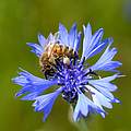 Honigbiene auf Kornblume © Frank Gottwald