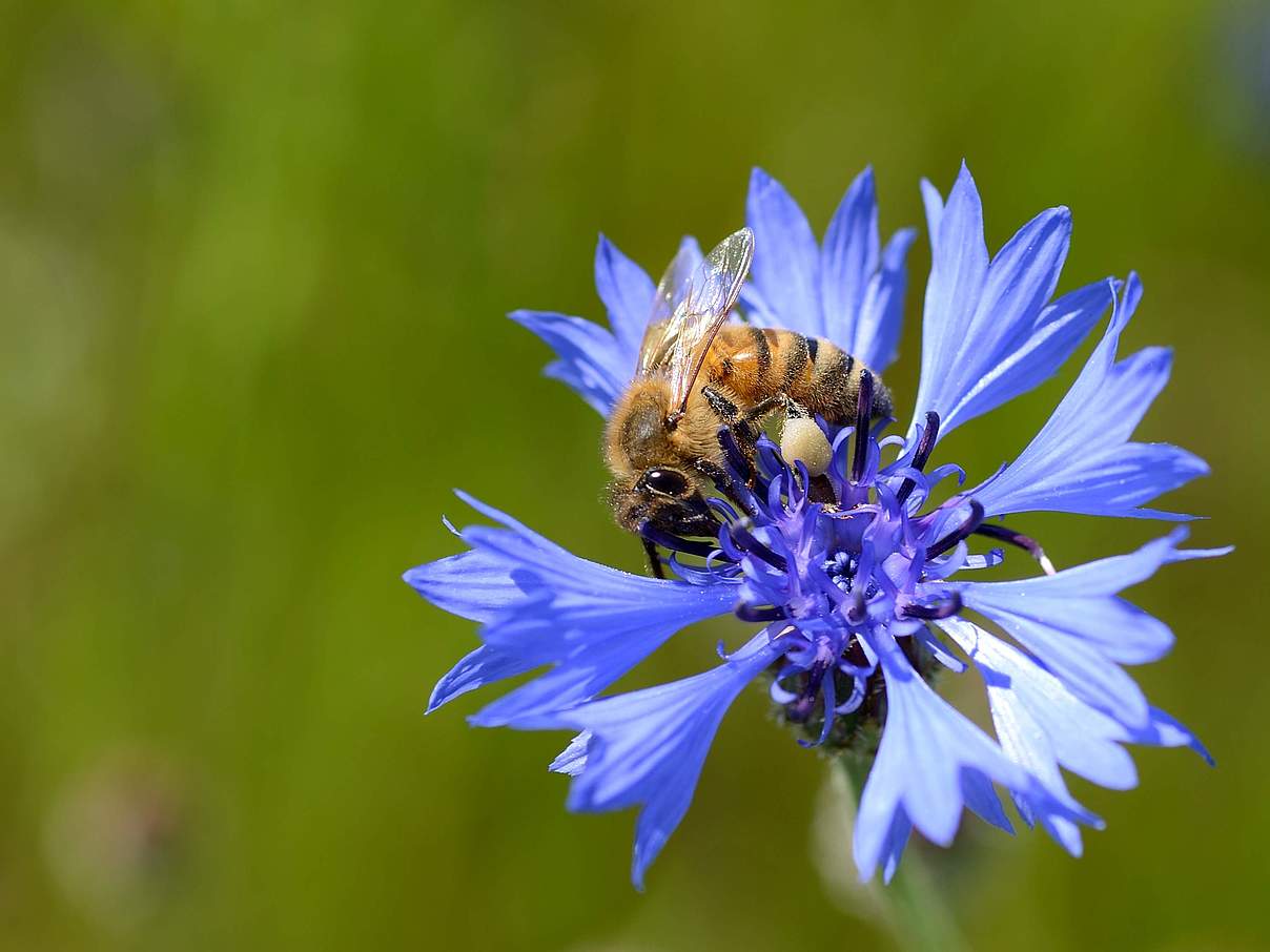 Honigbiene auf Kornblume © Frank Gottwald