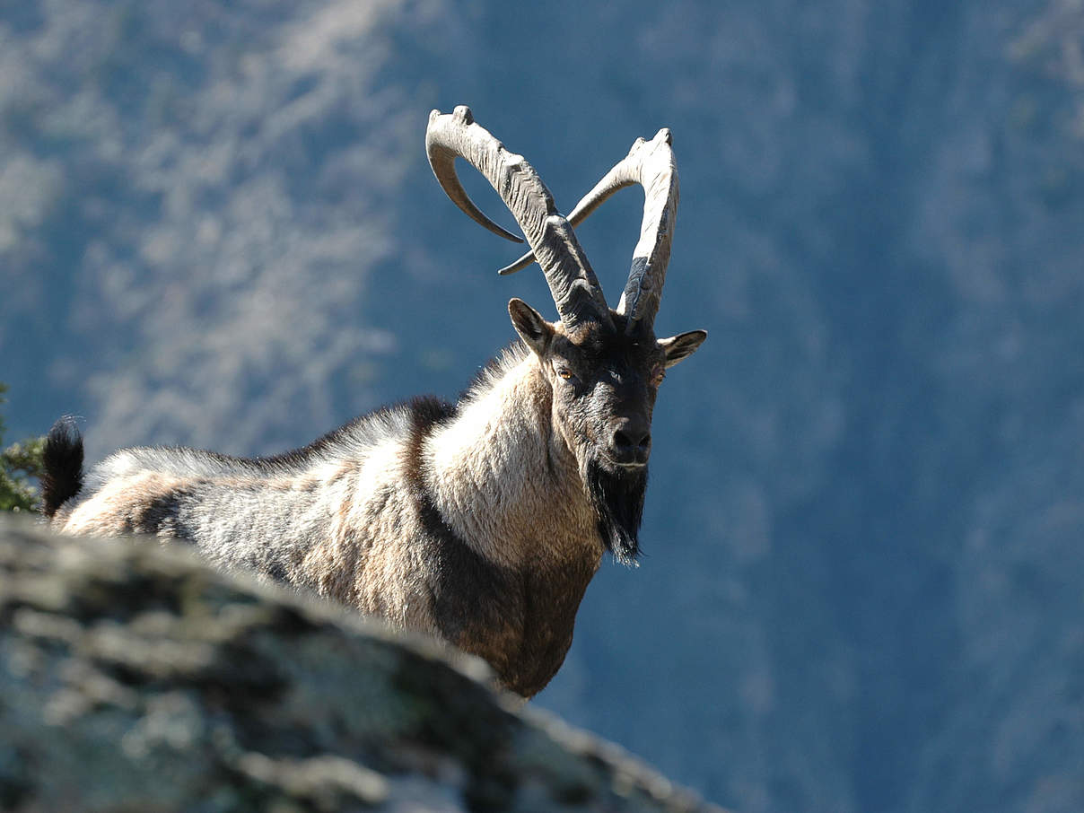 Steinbock im Kaukasus © Aurel Heidelberg / WWF Deutschland