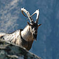 Steinbock im Kaukasus © Aurel Heidelberg / WWF Deutschland