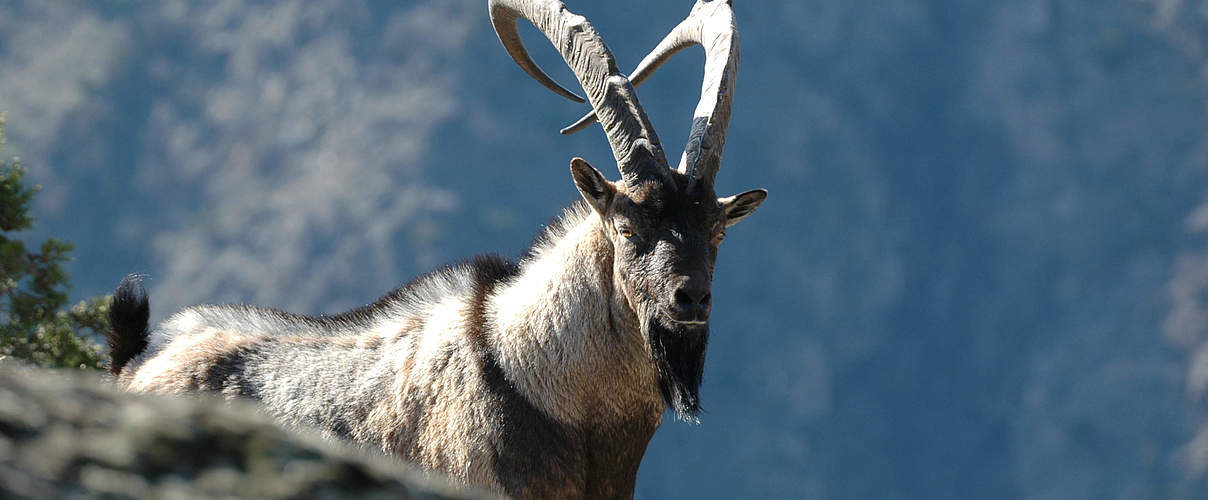 Steinbock im Kaukasus © Aurel Heidelberg / WWF Deutschland