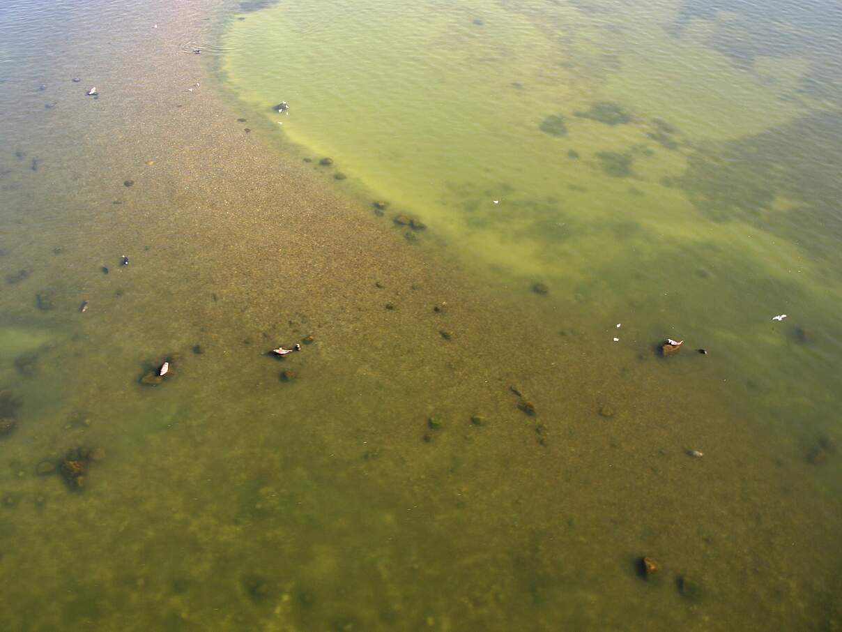 Luftaufnahme der Kegelrobben aus dem Flugzeug