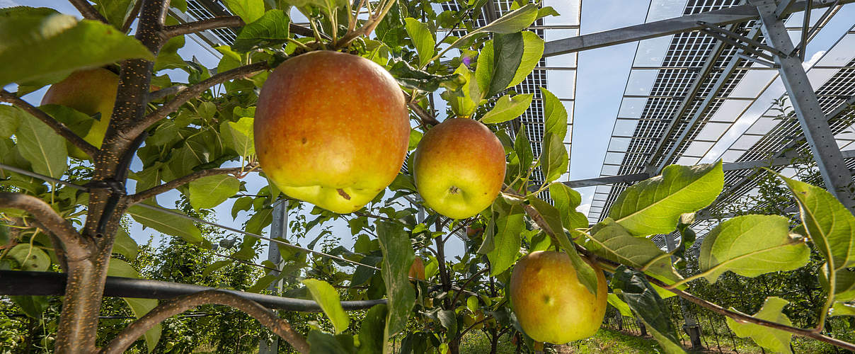 Agri-Photovoltaik Test-Anlage, auf über 3000 Quadratmetern wurde eine Apfelbaumplantage mit zwei unterschiedlichen Syste