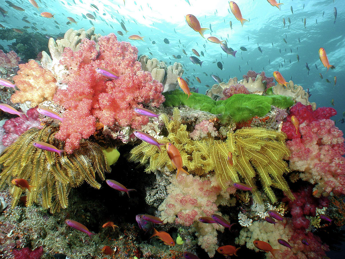 Korallen © Cat Holloway / WWF