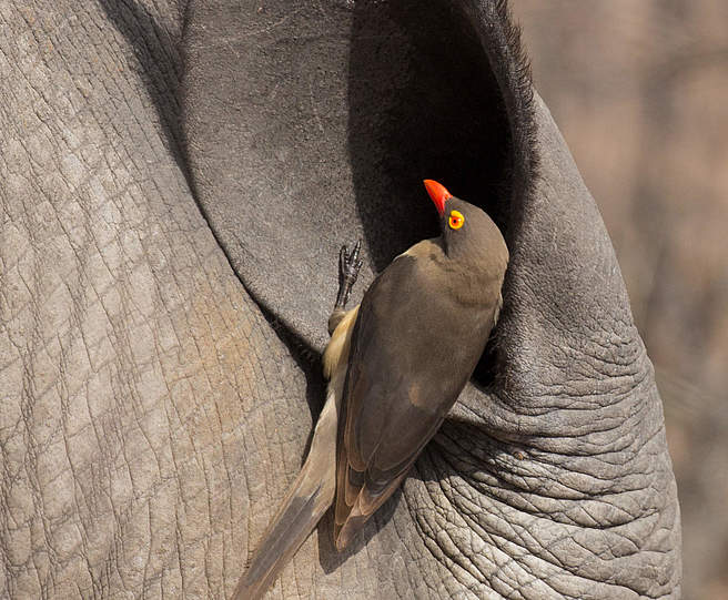 Madenhacker im Nashorn-Ohr, Südafrika © Tristan Cooley