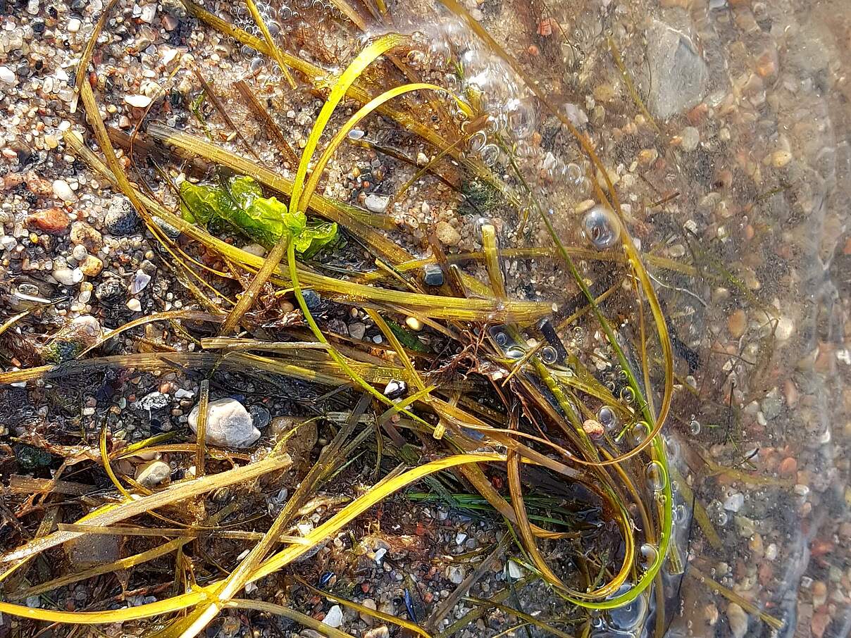 Seegras im Spülsaum an der Ostseeküste © Katrin Wollny-Goerke