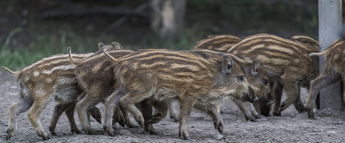Wildschwein-Frischling © Ola Jennersten / WWF Schweden