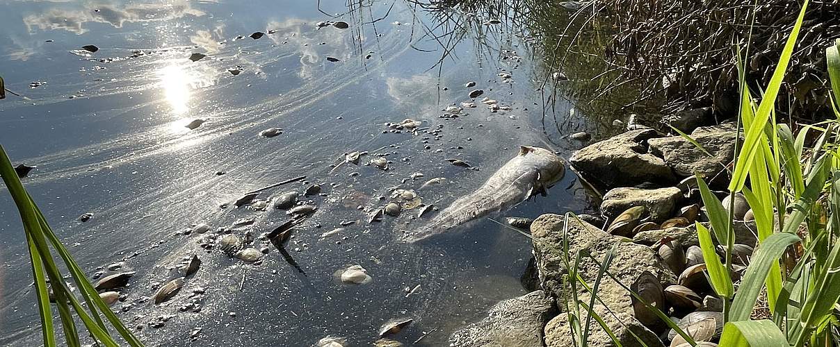 Der WWF ist nach der Umweltkatastrophe in der Oder vor Ort und berichtet über das Fischsterben © Jennifer Janski / WWF