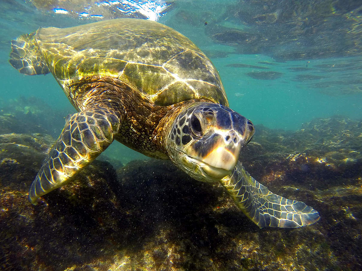 Grüne Meeresschildkröte © Jason O'Rourke