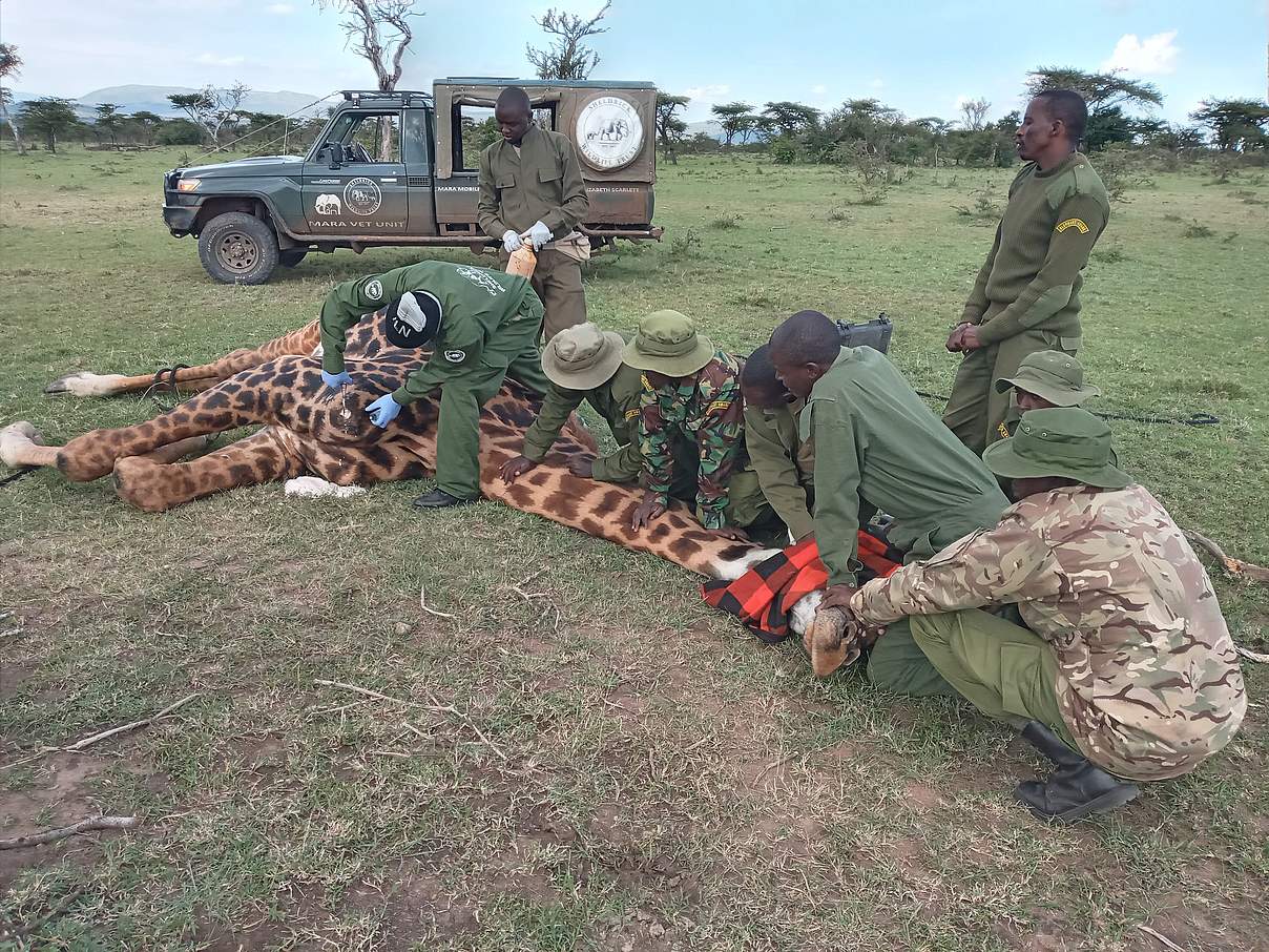 Die Ranger:innen von Elephant Aware kümmern sich um die verletzte Giraffe © Elephant Aware