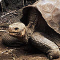 Verstorbene Riesenschildkröte Lonesome George. © Martin Harvey / WWF-Canon